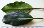 Ficus lutea