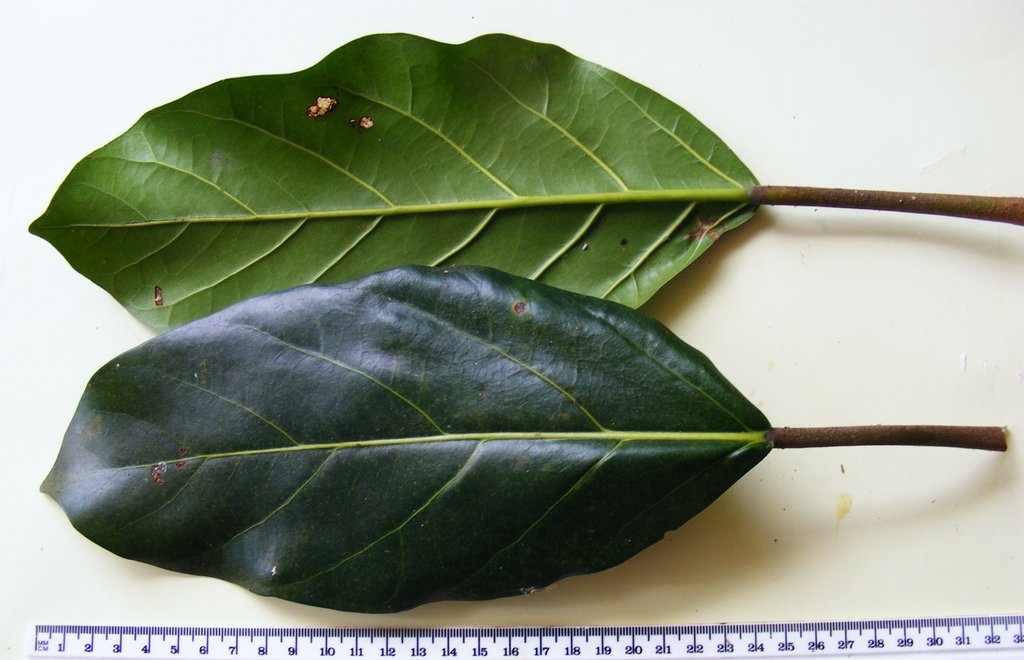 Ficus lutea