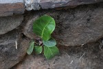 Ficus lutea