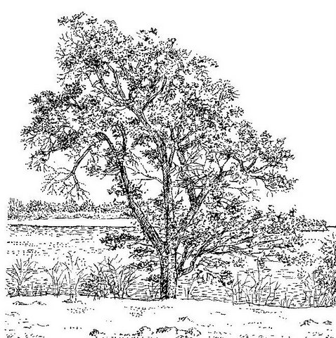 Ficus sur