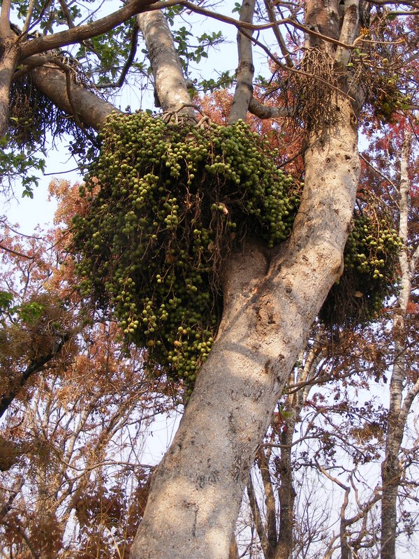 Ficus sur