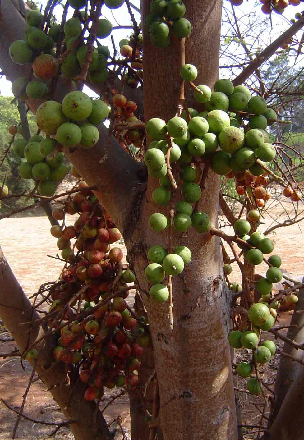 Ficus sur