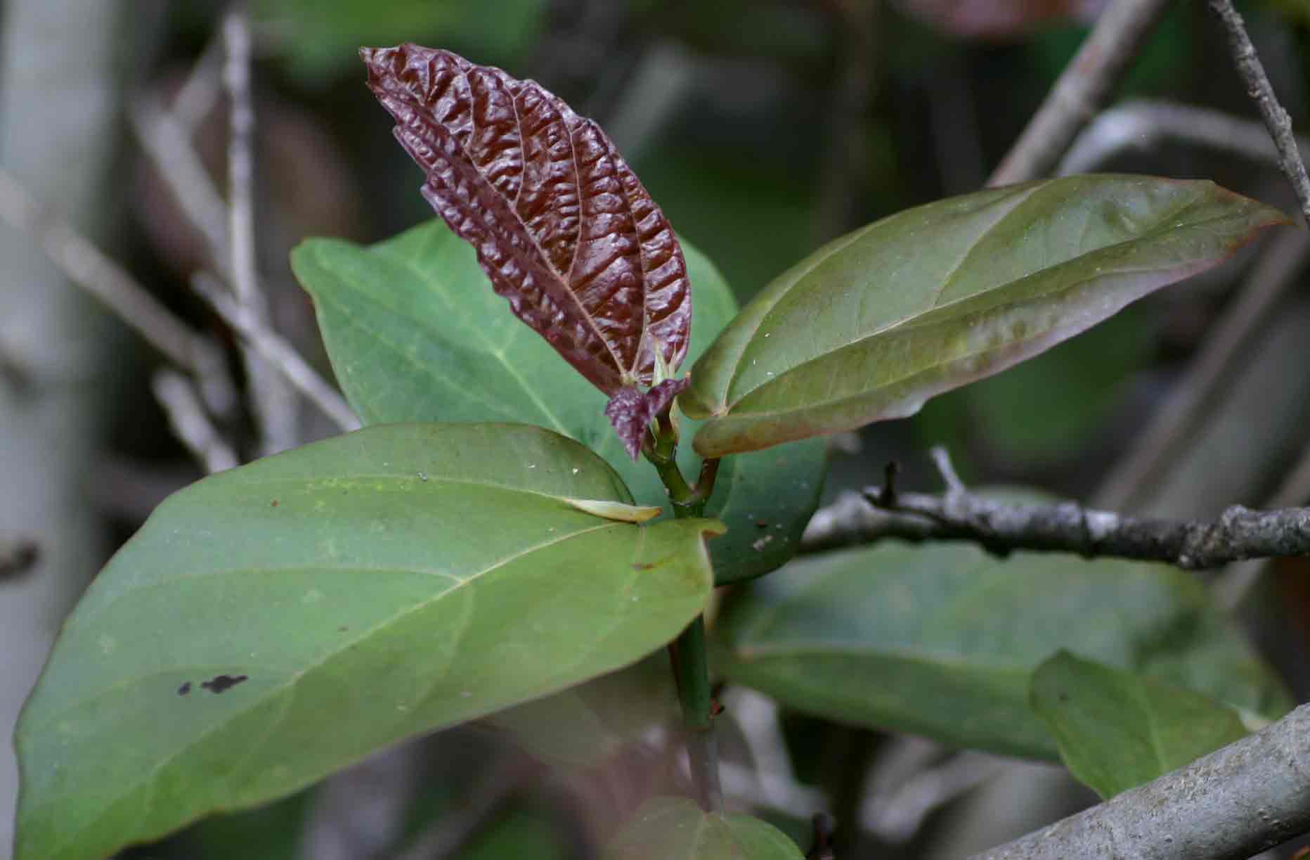 Ficus sur