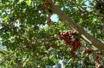 Ficus sur