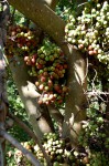 Ficus sur