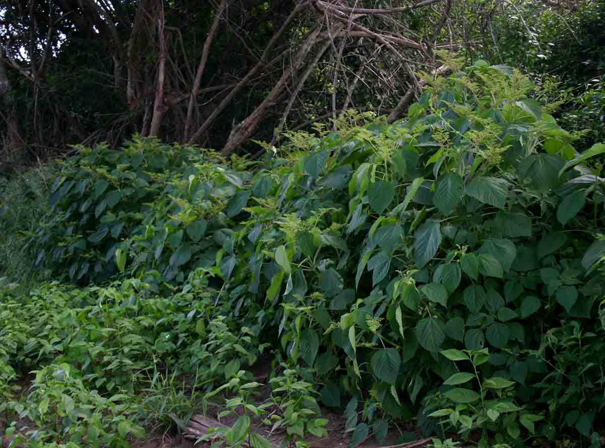 Laportea aestuans