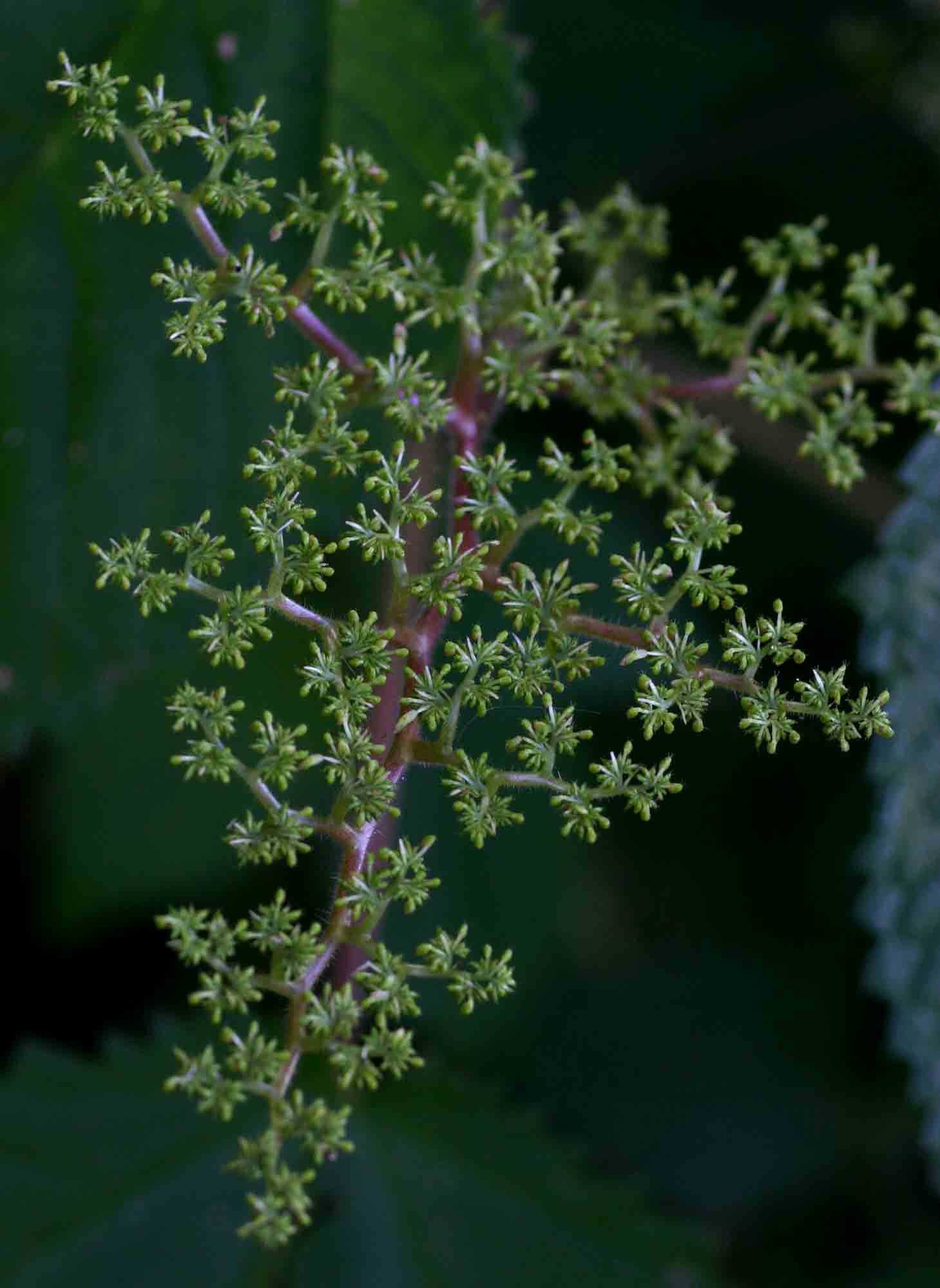 Laportea aestuans