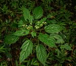 Laportea alatipes