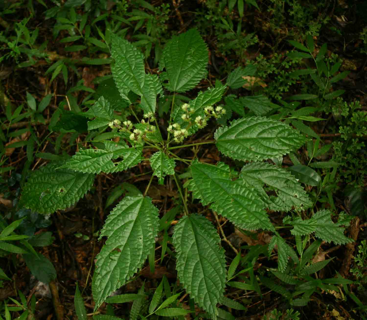 Laportea alatipes
