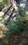 Girardinia diversifolia