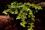 Pilea microphylla