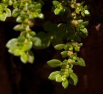 Pilea microphylla