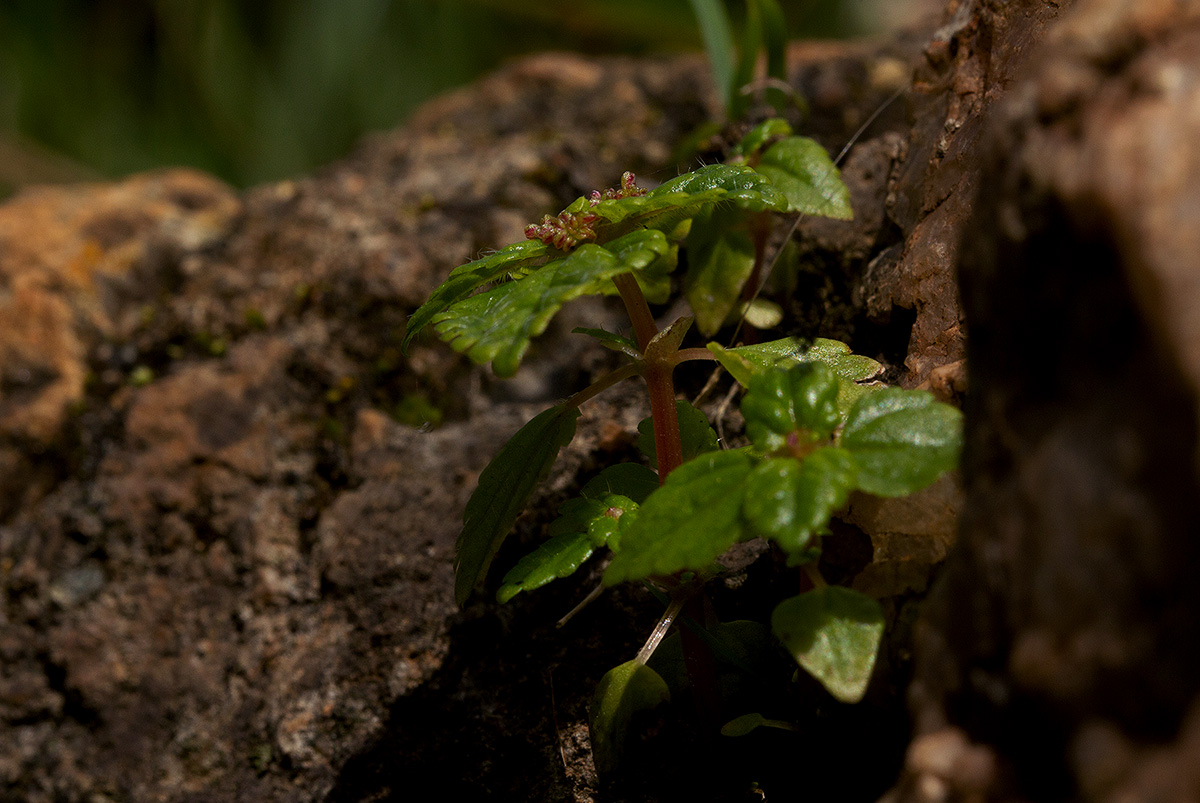 Pilea tetraphylla