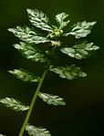Elatostema monticola