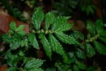 Elatostema monticola