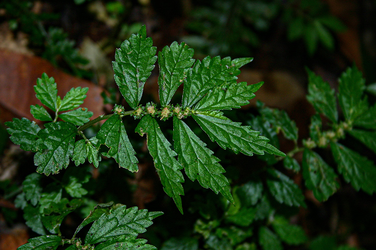 Elatostema monticola