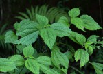 Boehmeria macrophylla