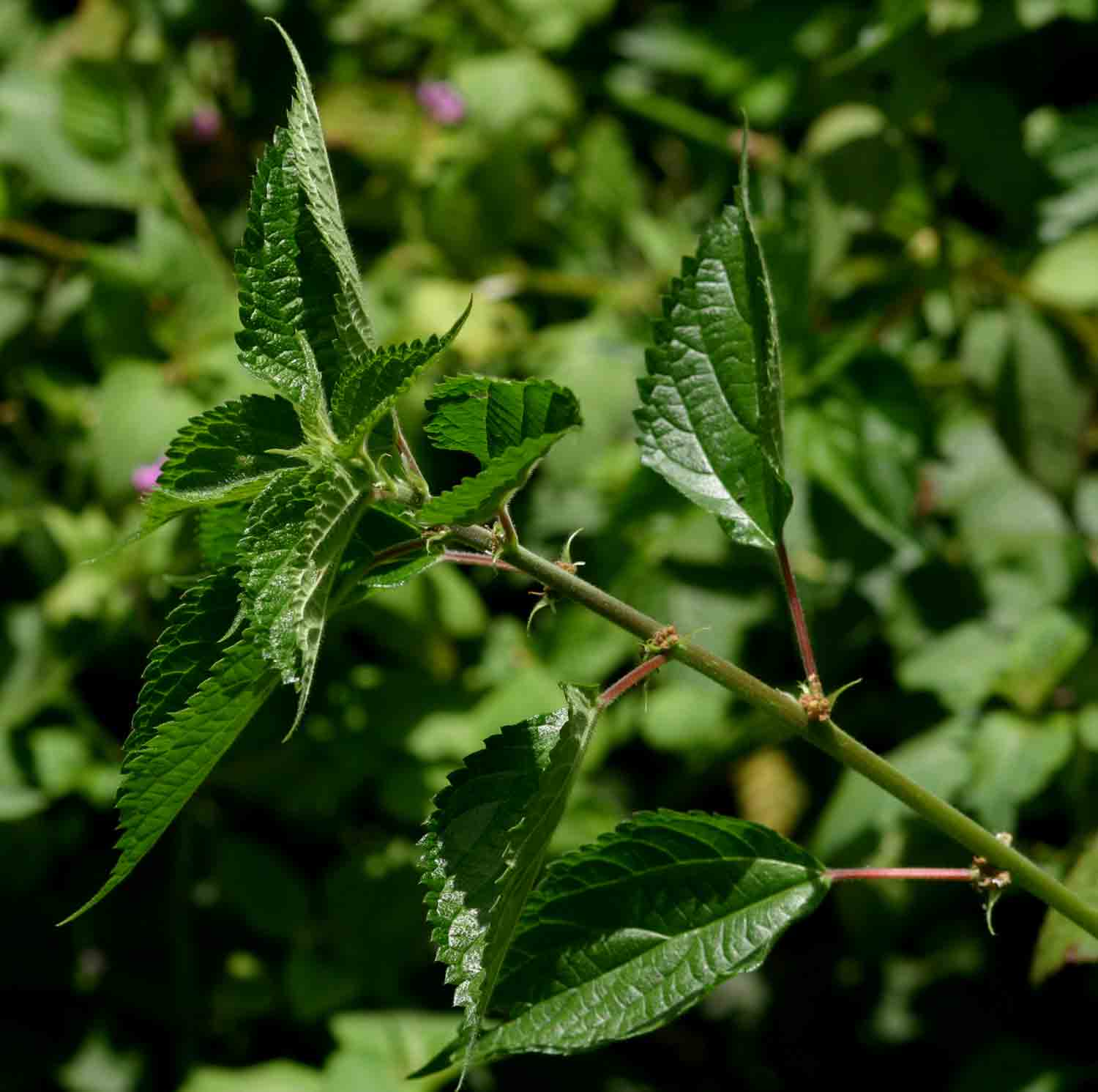 Pouzolzia parasitica
