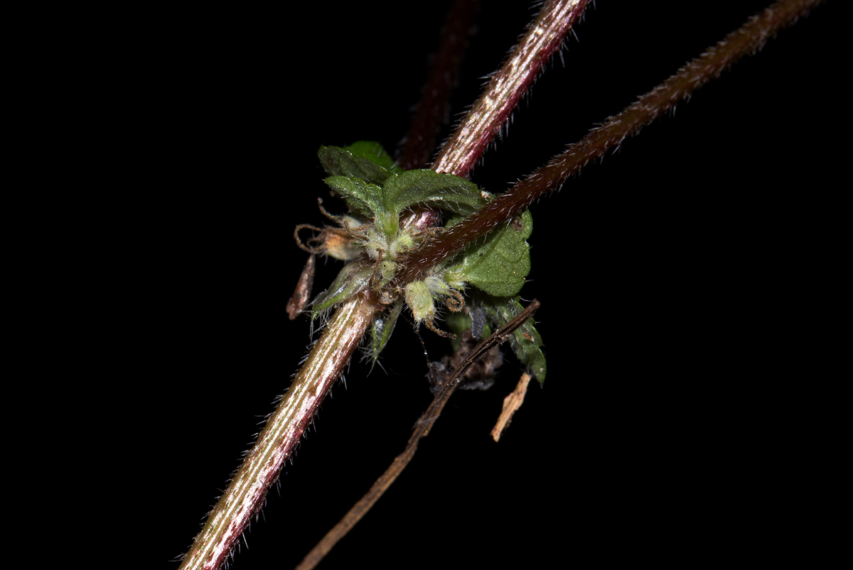 Droguetia iners
