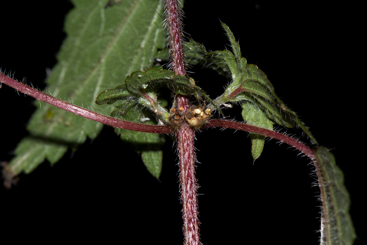 Droguetia iners