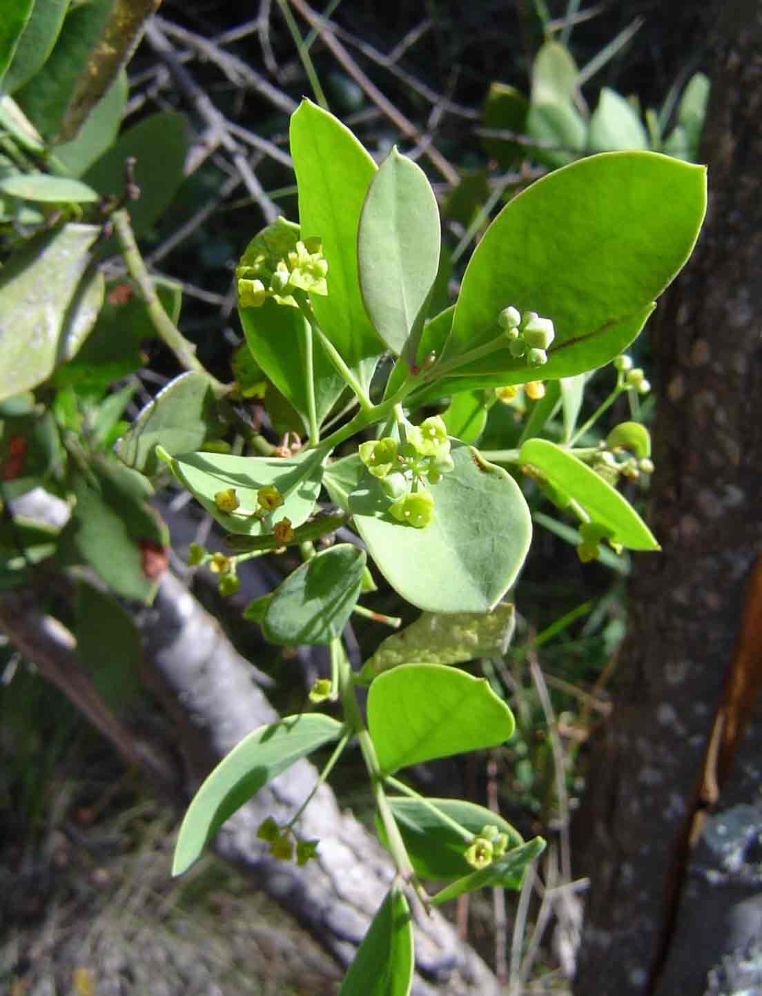 Osyris lanceolata