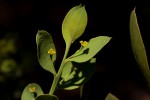 Osyris lanceolata