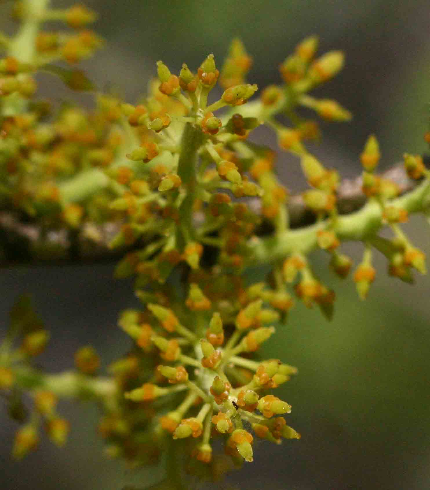 Opilia amentacea