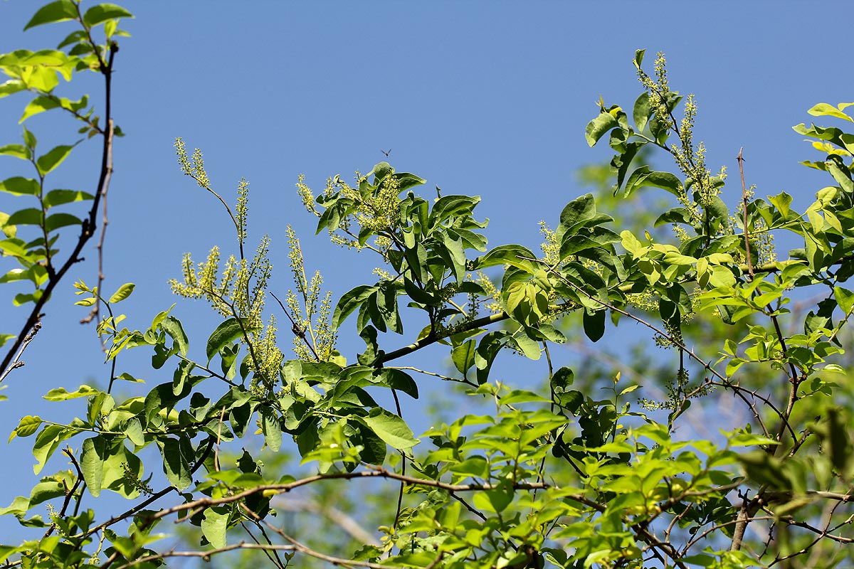 Opilia amentacea