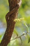 Opilia amentacea
