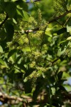 Opilia amentacea