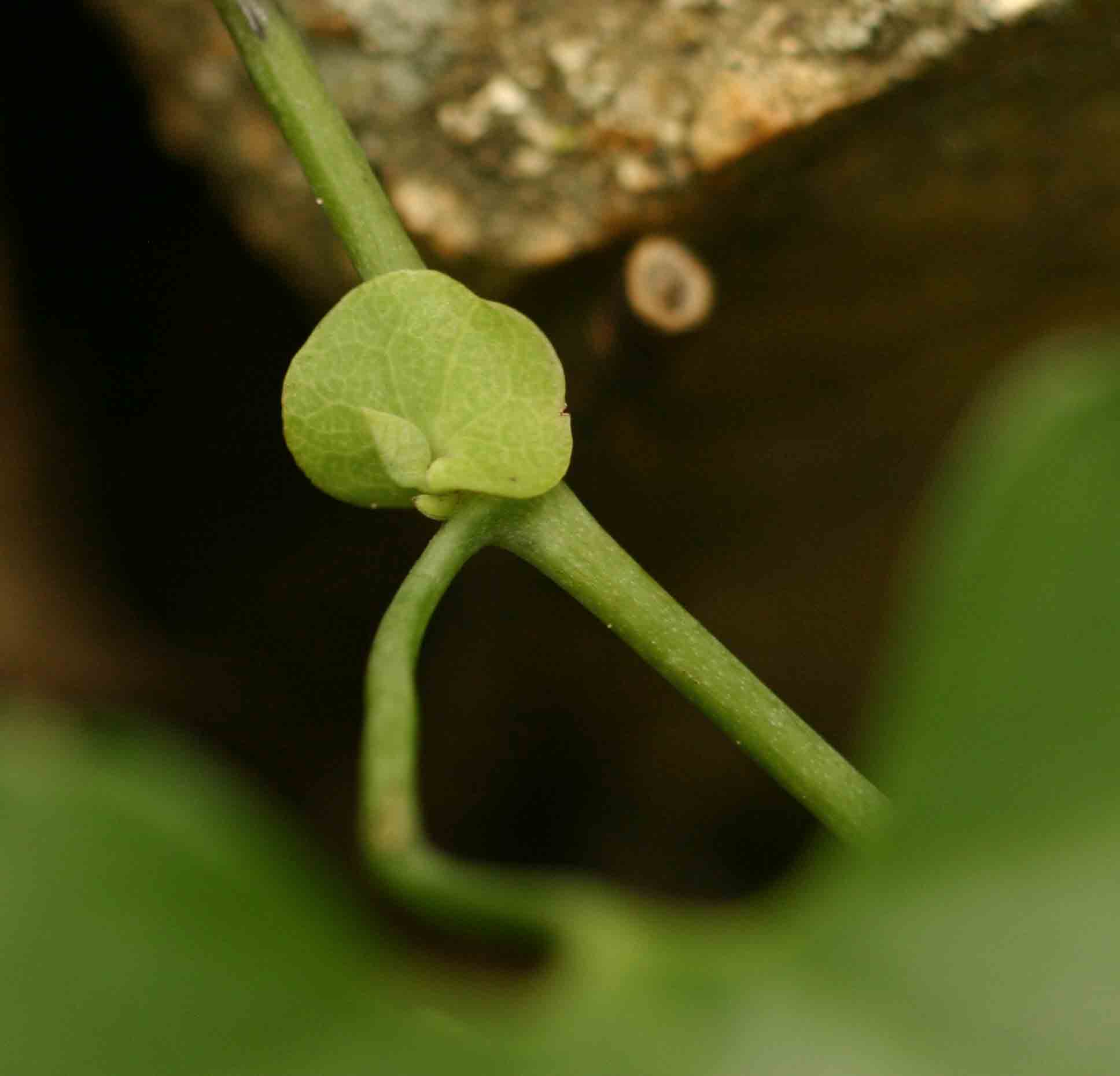 Aristolochia littoralis