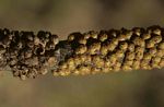 Pilostyles aethiopica