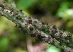 Pilostyles aethiopica