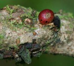 Pilostyles aethiopica