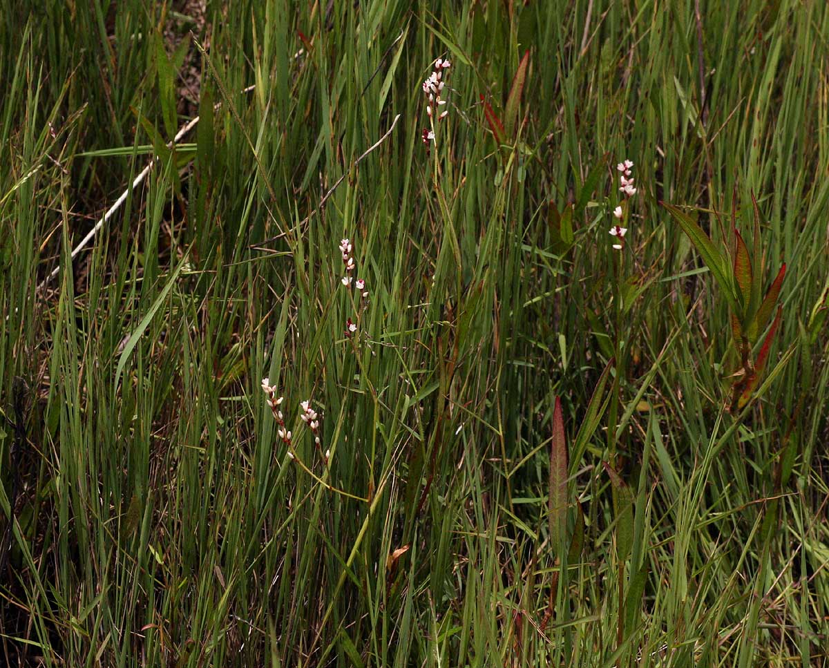Persicaria strigosa