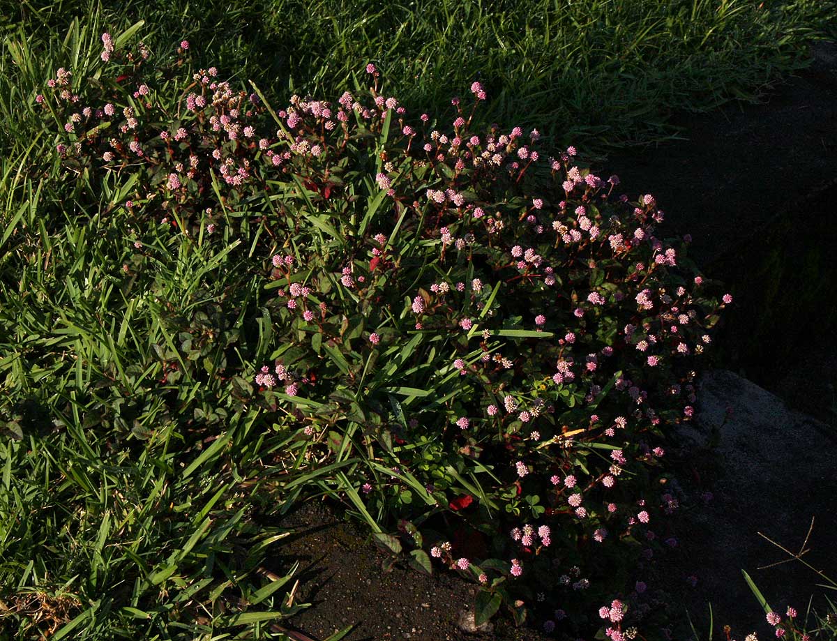 Persicaria capitata Persicaria capitata