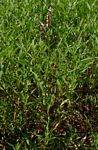 Persicaria limbata