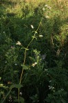 Fagopyrum esculentum