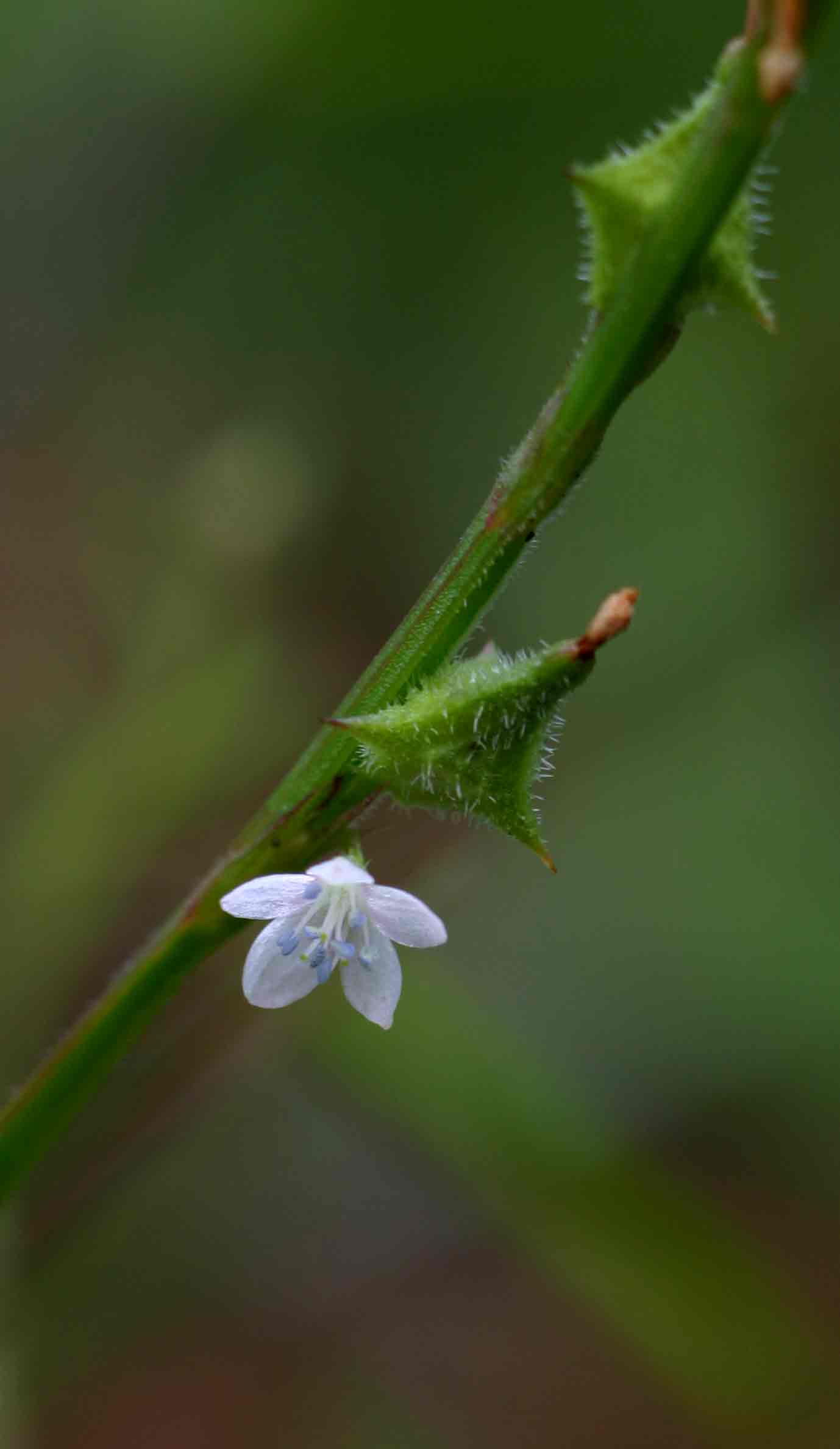 Oxygonum sinuatum