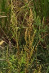 Dysphania ambrosioides