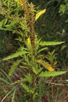 Dysphania ambrosioides