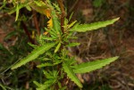 Dysphania ambrosioides