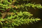 Dysphania ambrosioides