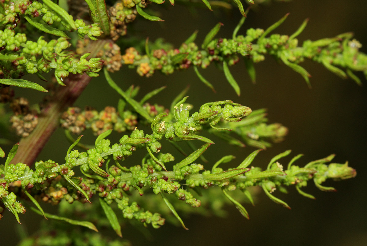 Dysphania ambrosioides
