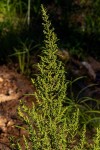 Dysphania ambrosioides