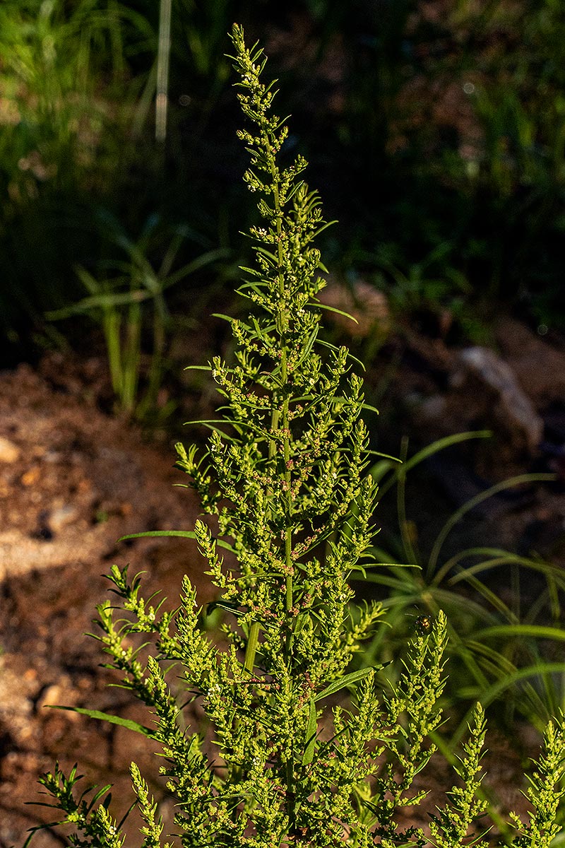 Dysphania ambrosioides