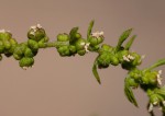 Dysphania ambrosioides