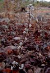 Celosia trigyna