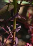 Celosia trigyna
