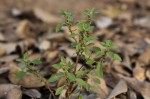 Amaranthus graecizans subsp. silvestris